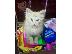 PoulaTo: Cute, Creamy, Gingery Male Kitten